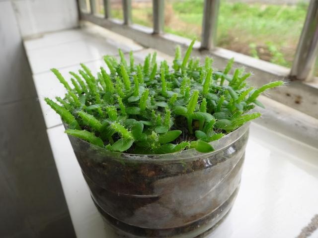 火龙果种子怎样栽培