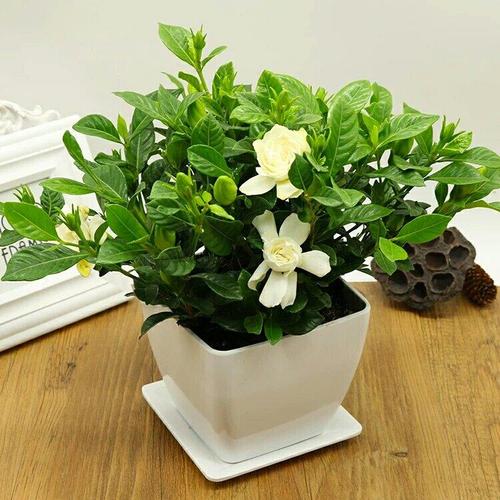 怎样栽培栀子花