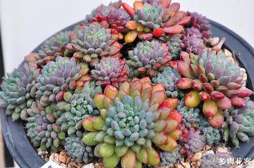 美丽多肉植物栽培技术
