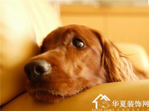 幼犬吃东西吐怎么治疗