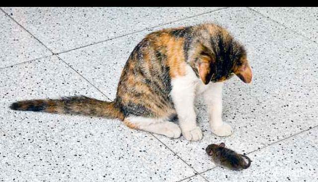 怎样训练猫咪抓老鼠