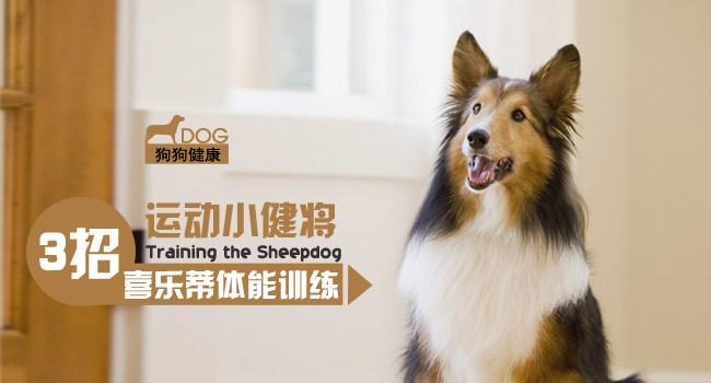 怎样训练犬的体能