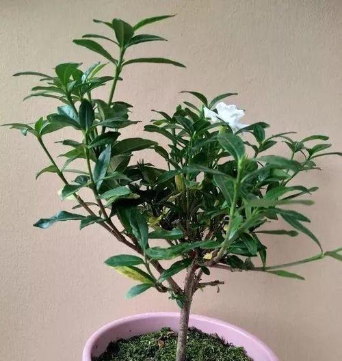 栀子花怎样栽培