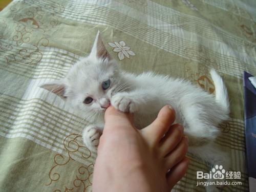 怎么训练猫不抓人咬人