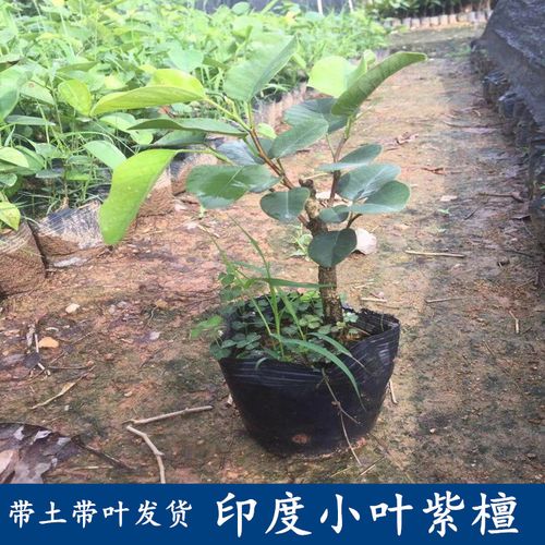 檀香紫檀树的栽培技术