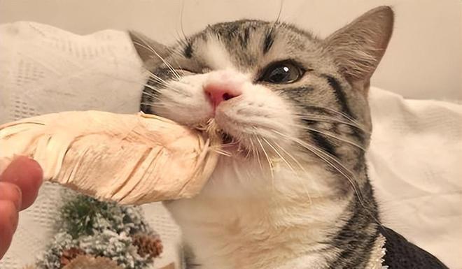如何让猫吃东西