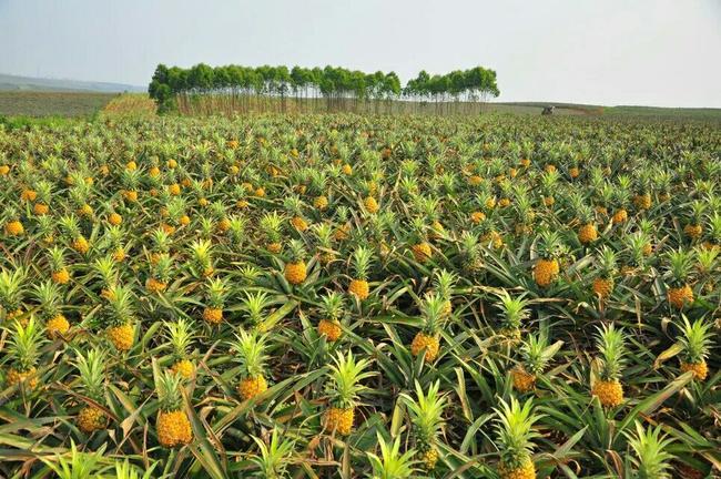 栽培凤梨