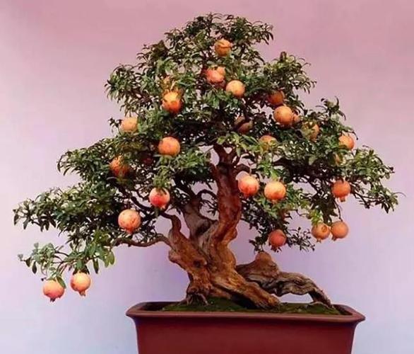 盆栽石榴树的栽培法