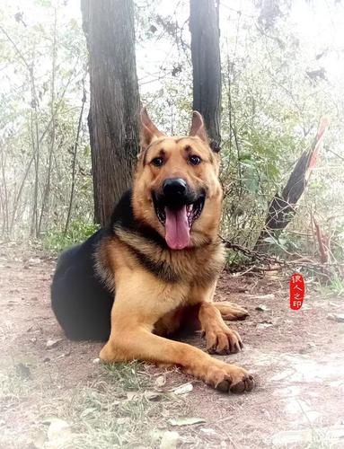 训练昆明犬