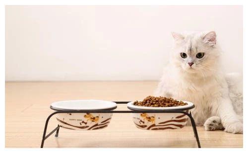 猫 糖尿病 不吃东西