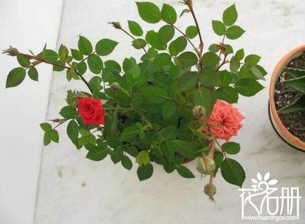 花苗移植后注意事项