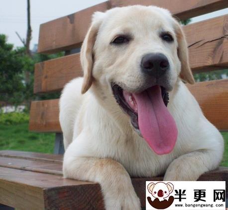 拉布拉多幼犬咬东西的阶段