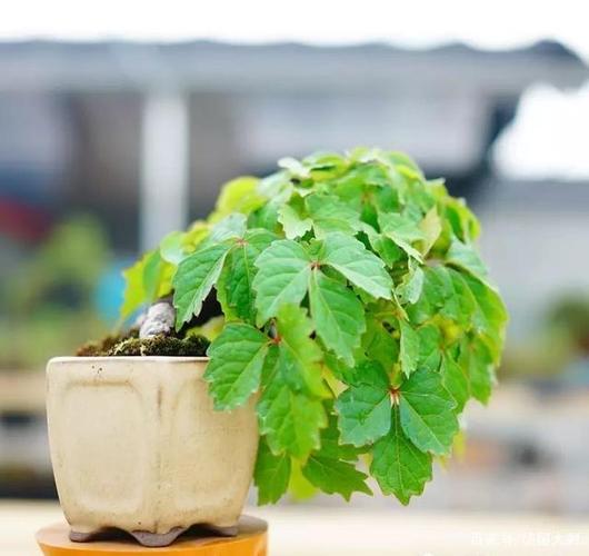 爬山虎的盆景栽培