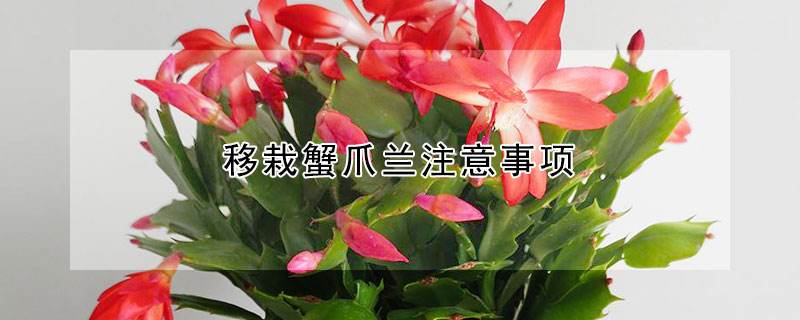 花卉缓苗注意事项