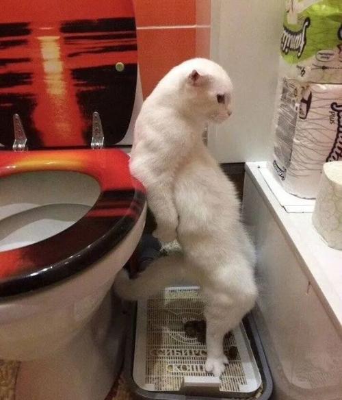 猫猫如何训练撒尿