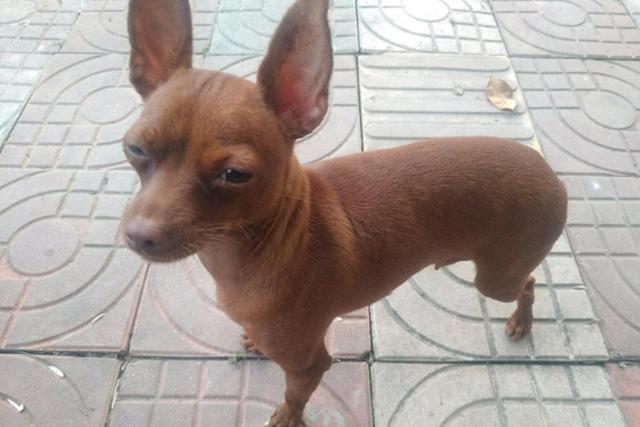 小鹿犬爱咬东西