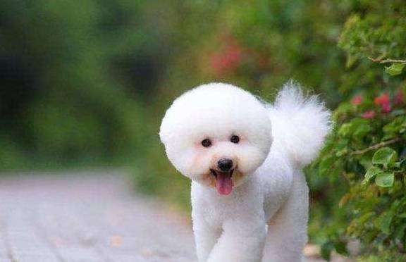 比熊犬怎样主训练