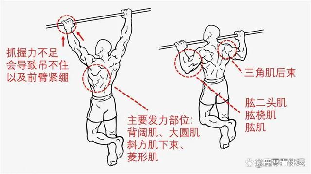 手臂运动原理