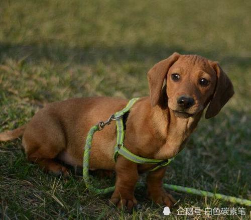 一个月小狗训练