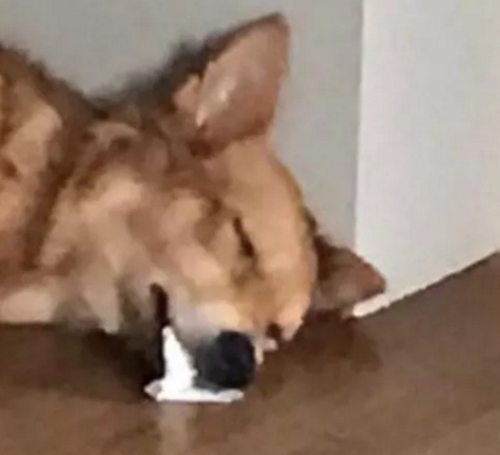 狗狗最近吃东西吐了