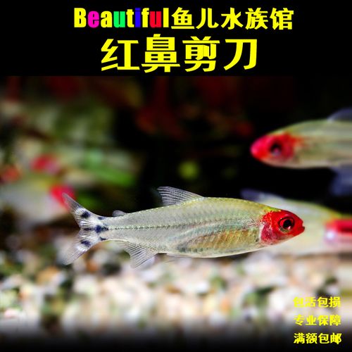 怎样训练红鼻剪刀