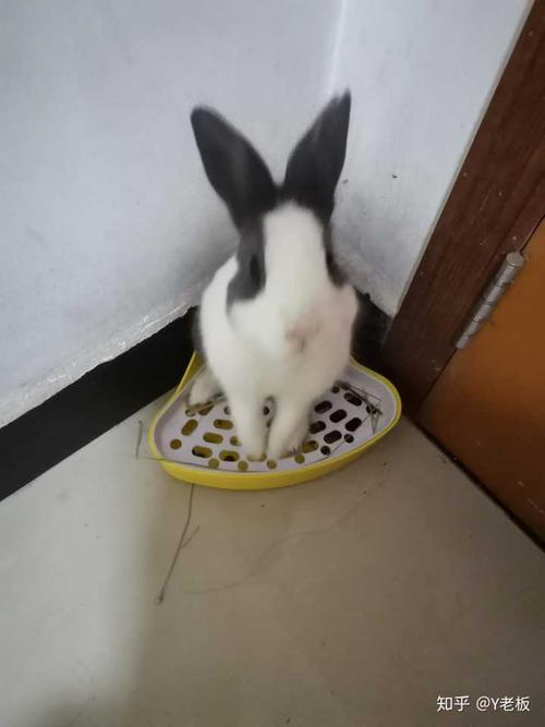 怎么训练兔子大小便