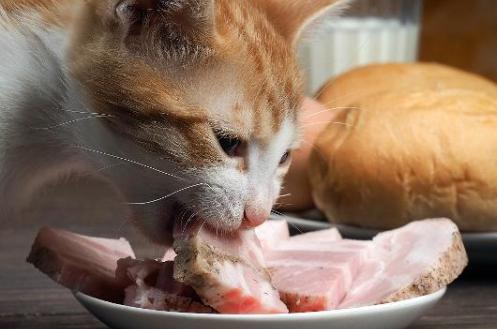 怎么训练猫咪吃生骨肉