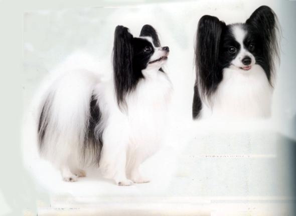 蝴蝶犬多大训练