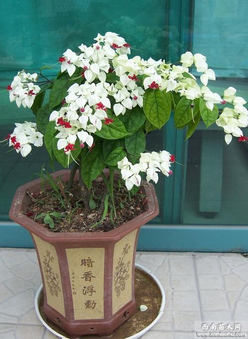 龙吐珠栽培技术