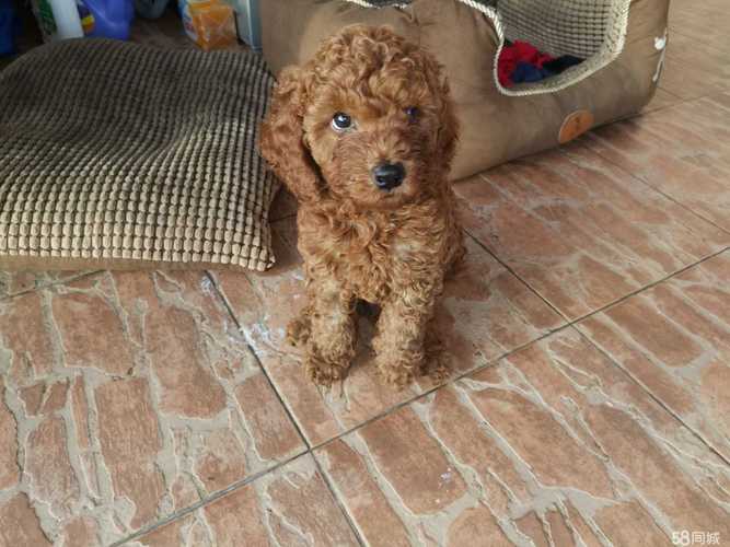 泰迪一个多月怎么训练