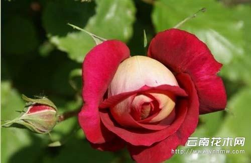 月季花怎样栽培