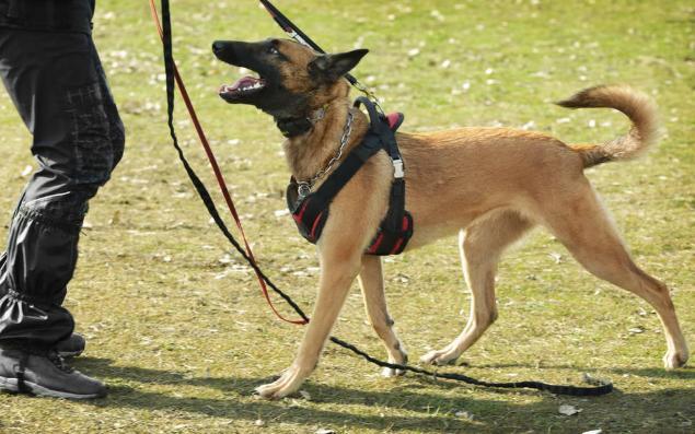 如何训练马犬幼犬