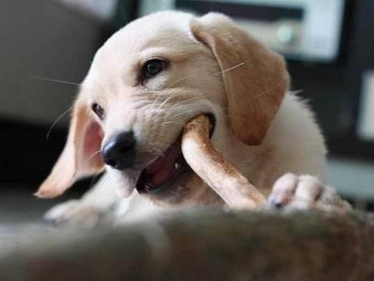 拉布拉多乱吃东西怎么训