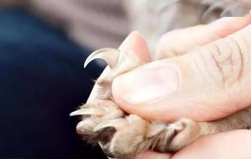 猫爪子坏了不吃东西