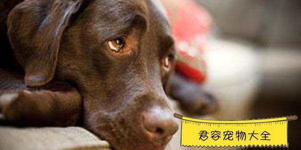 得犬瘟不吃东西怎么办