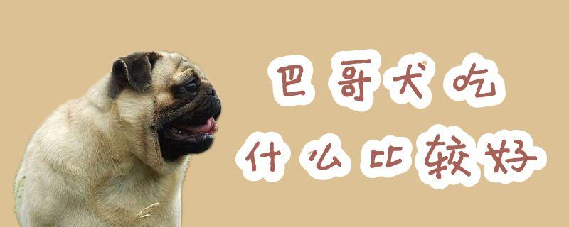 巴哥犬贫血吃什么东西好