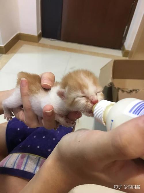 40天的小奶猫喂什么东西吗