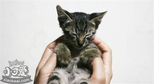 猫发烧 要吃东西怎么办