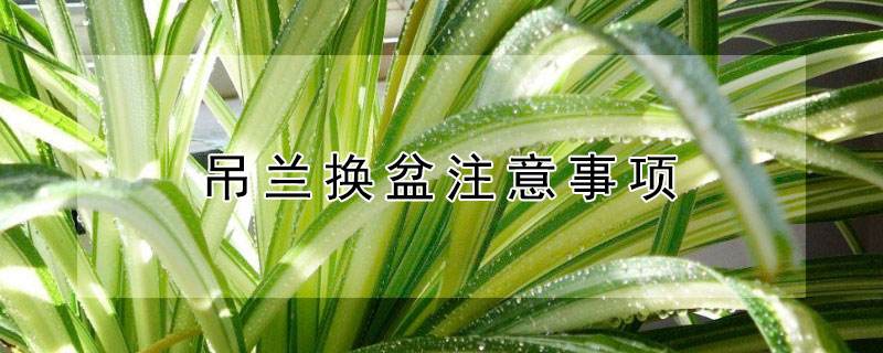 移盆后的注意事项