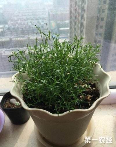 满天星养植方法