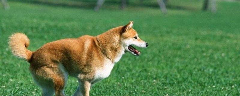 怎么训练柴犬大小便