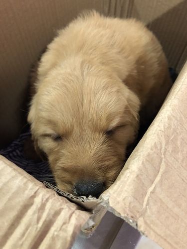 金毛幼犬肺炎不吃东西