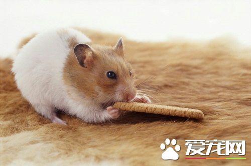仓鼠日常吃什么东西