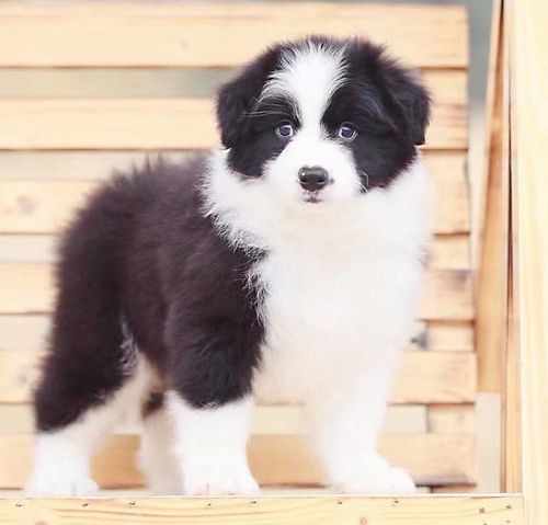 边牧幼犬如何训练动作