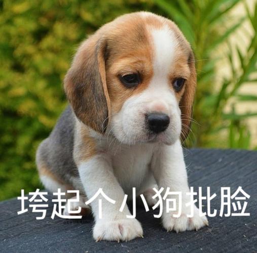 训练狗狗做表情