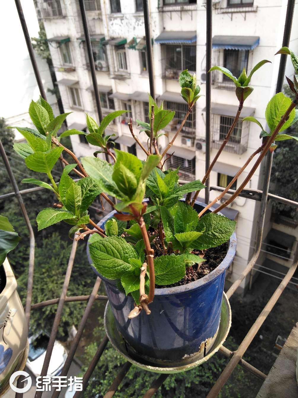 刚移植的无尽夏注意事项