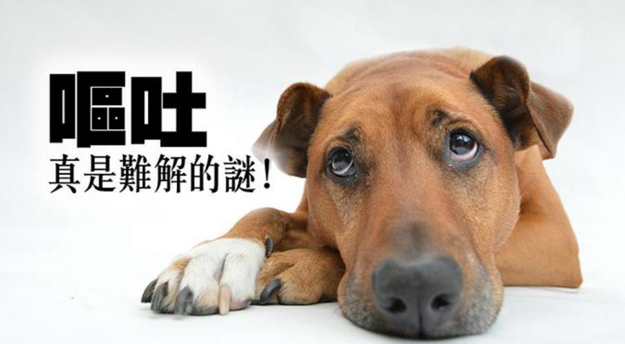 狗呕吐吃不进东西怎么办