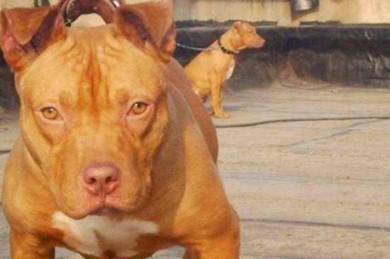 比特犬训练能量用药