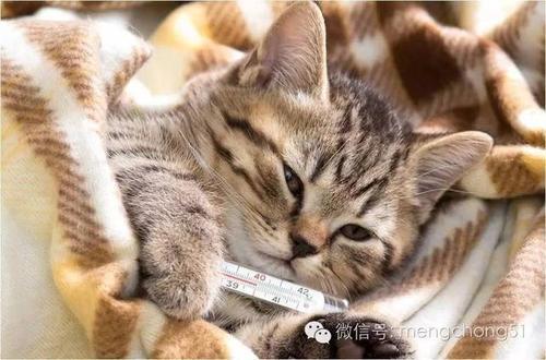 猫咪感冒不爱吃东西怎么办
