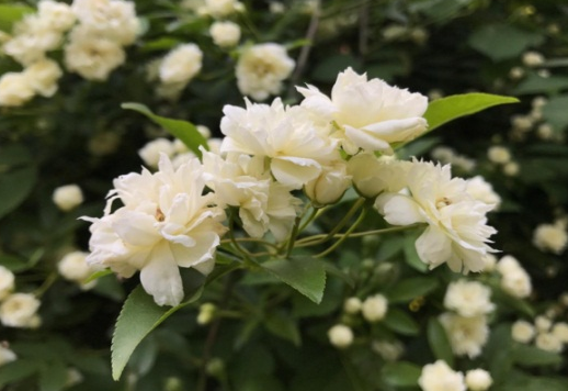 木香花栽培时间